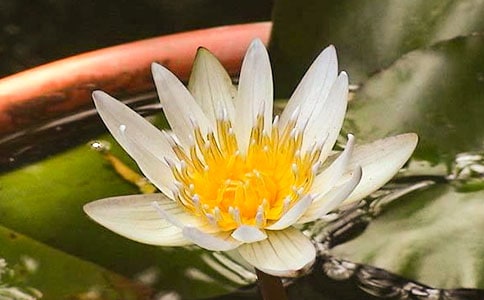 中班科学教案之睡莲花开