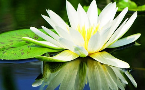 关于睡莲作文3篇