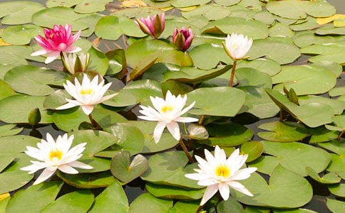 关于睡莲的作文(精选31篇)