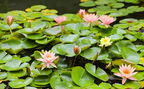 ˯���� -����