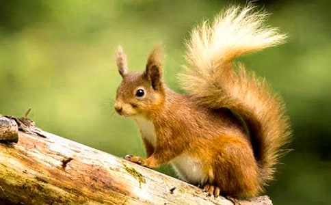 致小松鼠的一封信