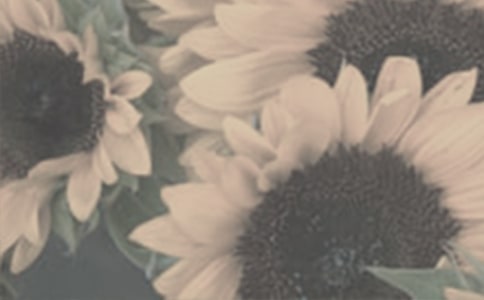 太阳花的观察日记作文