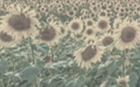 д̫�����۲��ռ�