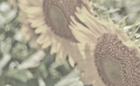 ̫��������