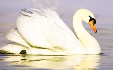 ���½��������̰�