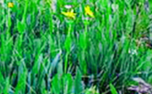 ������Ұ���ռ�