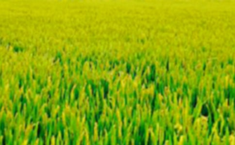 ��Ұ����Ͳ˻�����