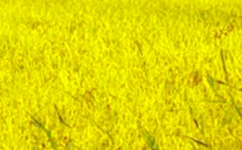 ��Ұ�������Ļ��[12ƪ]