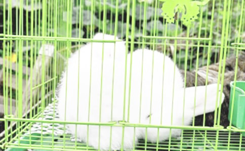 ������,վס���Ĵ�����Խ̰�