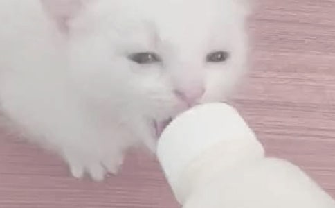 青贮饲料喂奶牛五要求