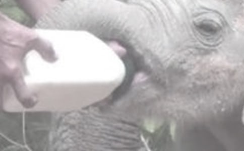 青贮苹果渣饲喂奶牛对产奶量的影响