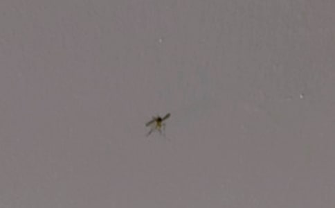 夏季对付蚊子的15招