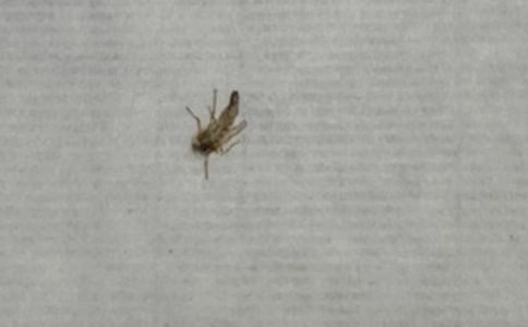 蚊子也疯狂_550字