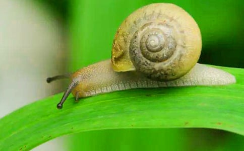 小学四年级作文:可爱的蜗牛