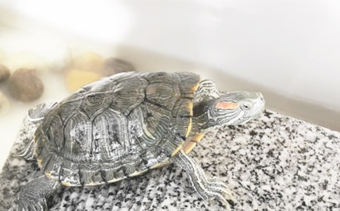 可爱的小乌龟小学生作文350字