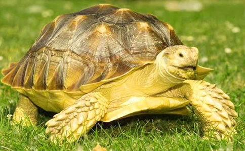 小乌龟的小学生作文