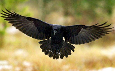 读《和乌鸦做邻居》有感