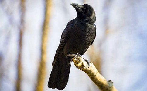 《和乌鸦做邻居》读后感350字