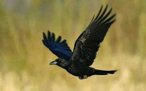 �йء���ѻ��ˮ���̰�����ʮƪ