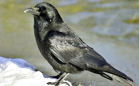 乌鸦喝水第二课时教案设计