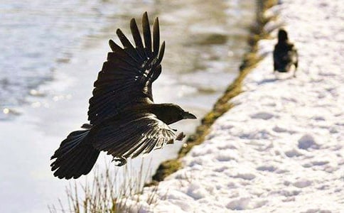 ��ѻ�ֵ����ģ����ţ�