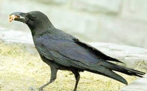 《一只孤独的乌鸦》读后感