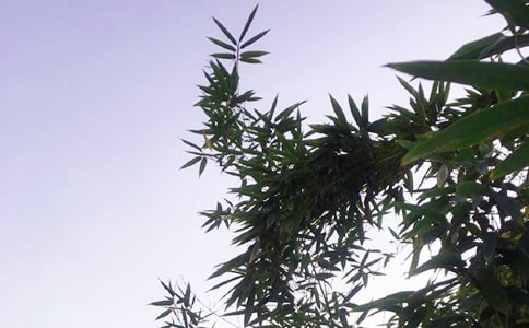 朋友圈午安寄语30句