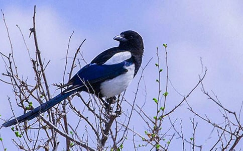 дϲȵ������350�����ң�ͨ��16ƪ��