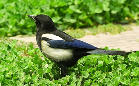 ϲȵ����ɢ��