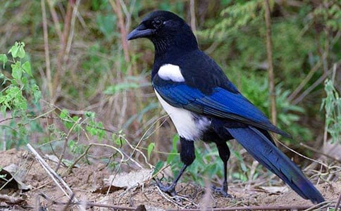 喜鹊做窝作文(精选25篇)