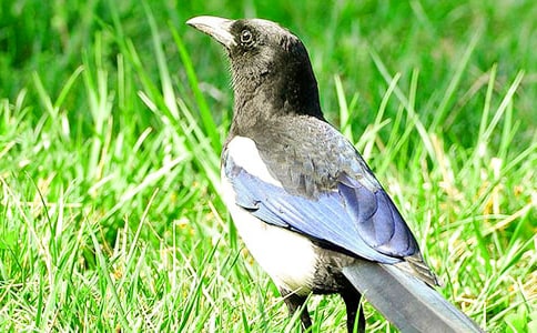 喜鹊的作文500字(通用22篇)