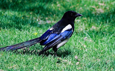 关于喜鹊作文(8篇)