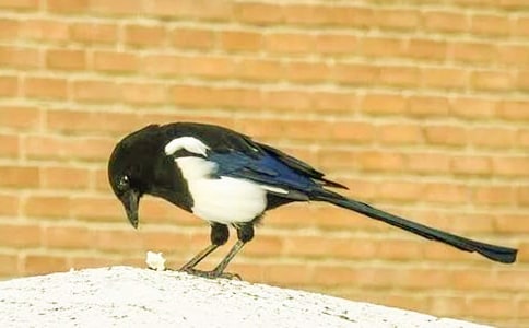 二年级下册《枫树上的喜鹊》教学反思范文(通用11篇)