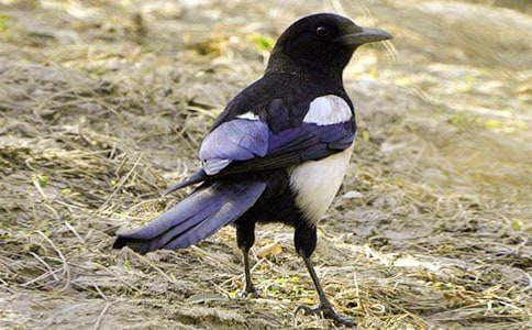 部编《枫树上的喜鹊》教学反思范文