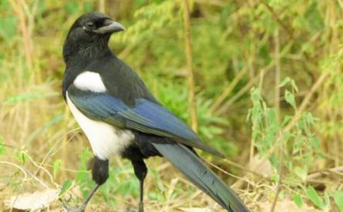 ���¡������ϵ�ϲȵ����ѧ��˼