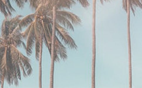 夏季玉树的养殖方法