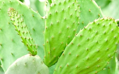 �����ƹ۲��ռ�(15ƪ)