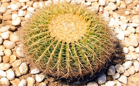 《仙人掌》小班美术教案