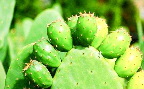 描写仙人掌的日记