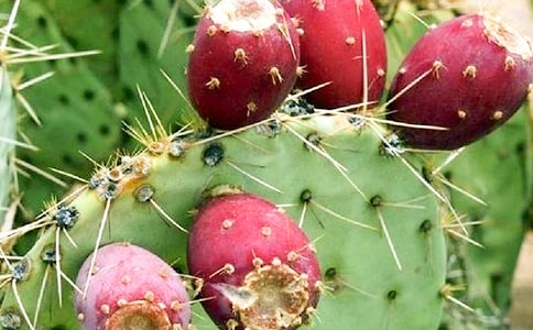 大班仙人掌美术教案