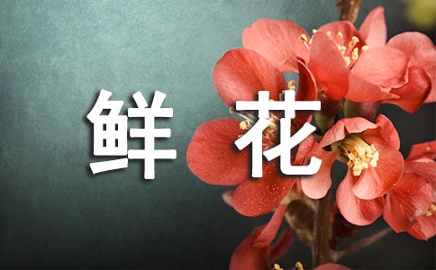 《鲜花和星星》教案设计范文