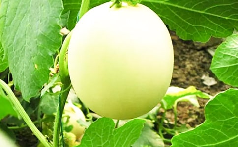 ¶�����������ʳ�����ַ���