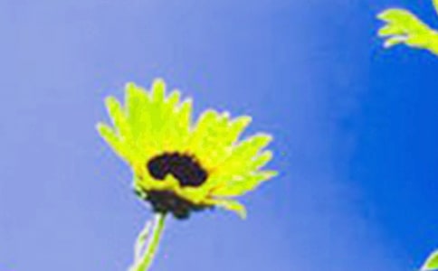 大班向日葵美术教案15篇