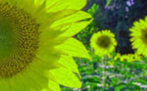 大班美术教案向日葵15篇