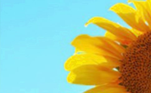 美术教案《向日葵》