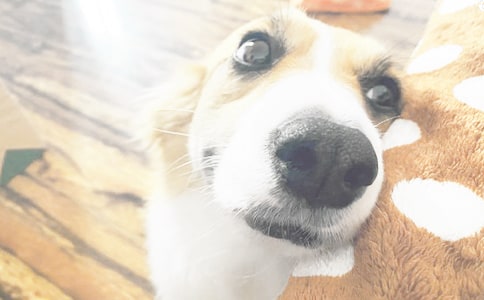 【必备】小狗优秀作文八篇