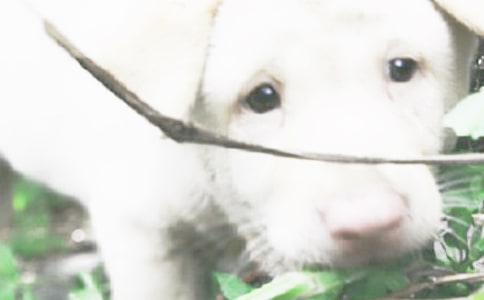 精选小狗优秀作文10篇