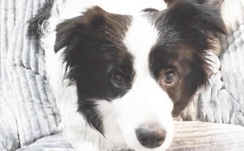 (精选)小狗优秀作文4篇