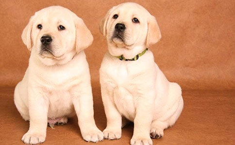 ��С��ǮǮ������з��ģ�ͨ��10ƪ��