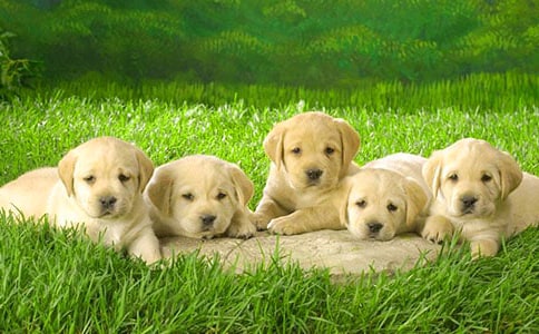 小狗乐乐 四(2)班作文